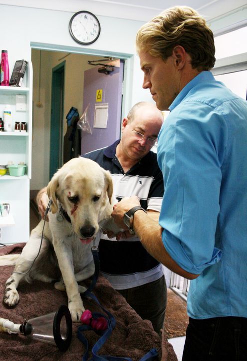 Heute kümmert sich das Team um Tierarzt Dr. Brown (r.) um einen Labrador, der bei einem Autounfall am Kopf verwundet wurde. - Bildquelle: WTFN Entertainment