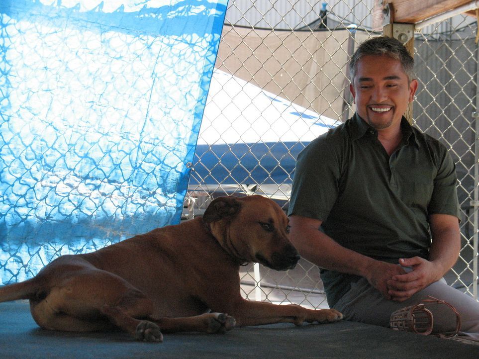 Hundeflüsterer Cesar Millan kümmert sich heute um die Rigdeback-Boxer-Mischlingshündin Chipper. - Bildquelle: Rive Gauche Intern. Television