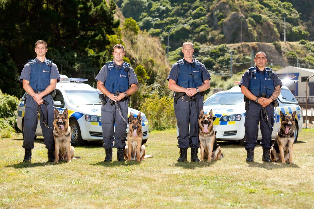 Dennis und der neunjährige Polizeihund Max gehen heute in Waikato auf Verbre... - Bildquelle: Greenstone TV Ltd