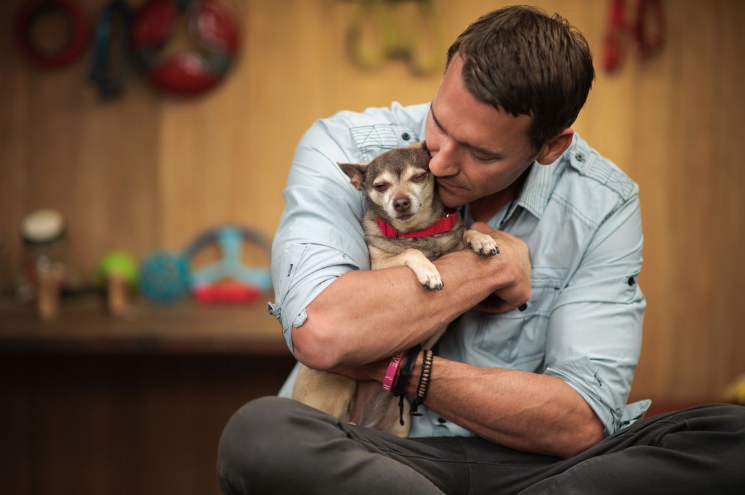 Der Hundetrainer - Lucky Dogs mit Brandon McMillan - Der Hundetrainer ...