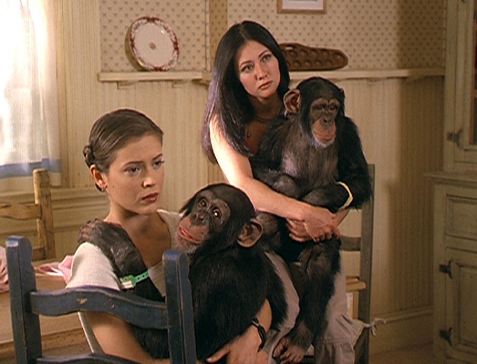 Phoebe (Alyssa Milano, l.) und Prue (Shannen Doherty, r.) sind etwas ratlos. Noch können sie nicht erklären, warum die Schimpansen genau dieselben F... - Bildquelle: Paramount Pictures