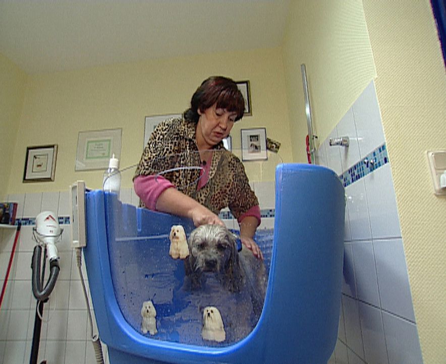 Wenn Michaela Sroka (44) von "Conditioner" und "Shampoo" spricht, denkt sie dabei an ihre drei Yorkshire Terrier Pepsy, Lavinja und Atos. Sie möcht... - Bildquelle: ProSieben