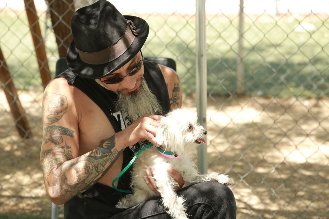 Obwohl Dirk gegen Haustiere ist, überlegt Ruckus (Bild), einen Hund zu adoptieren ... - Bildquelle: 2013 A+E Networks, LLC