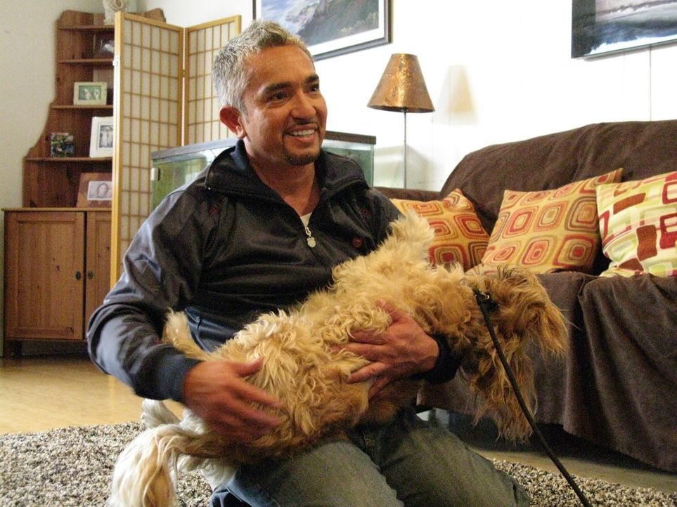 Cesar Millan (Bild) hilft heute unter anderem Johnny und Chandra, die große Probleme mit ihrem Hund Justice haben ...