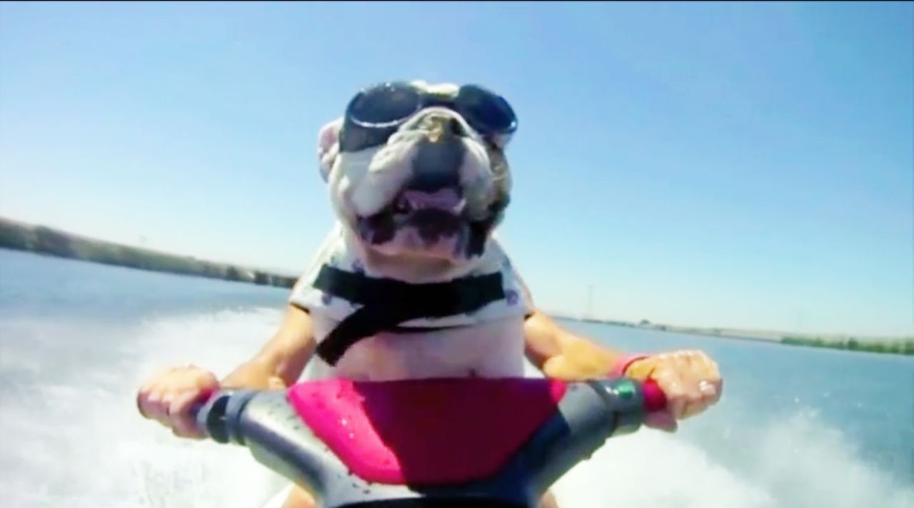 "Jetzt wird's tierisch" bringt die lustigsten Hundevideos auf den Bildschirm, die die Besitzer von ihren Lieblingen aufgenommen haben ... - Bildquelle: sixx