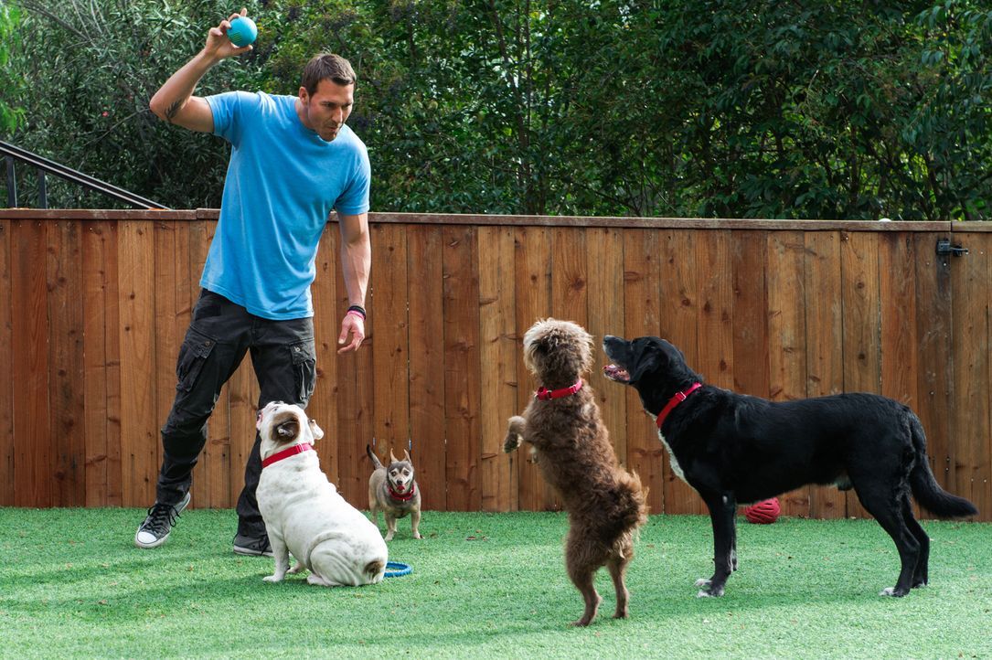 (2. Staffel) - Der Hundetrainer Brandon McMillan hat es sich zur Aufgabe gemacht, schwer vermittelbare Hunde aus dem Tierheim zu holen, sie zu train... - Bildquelle: 2013 Jaime Klein