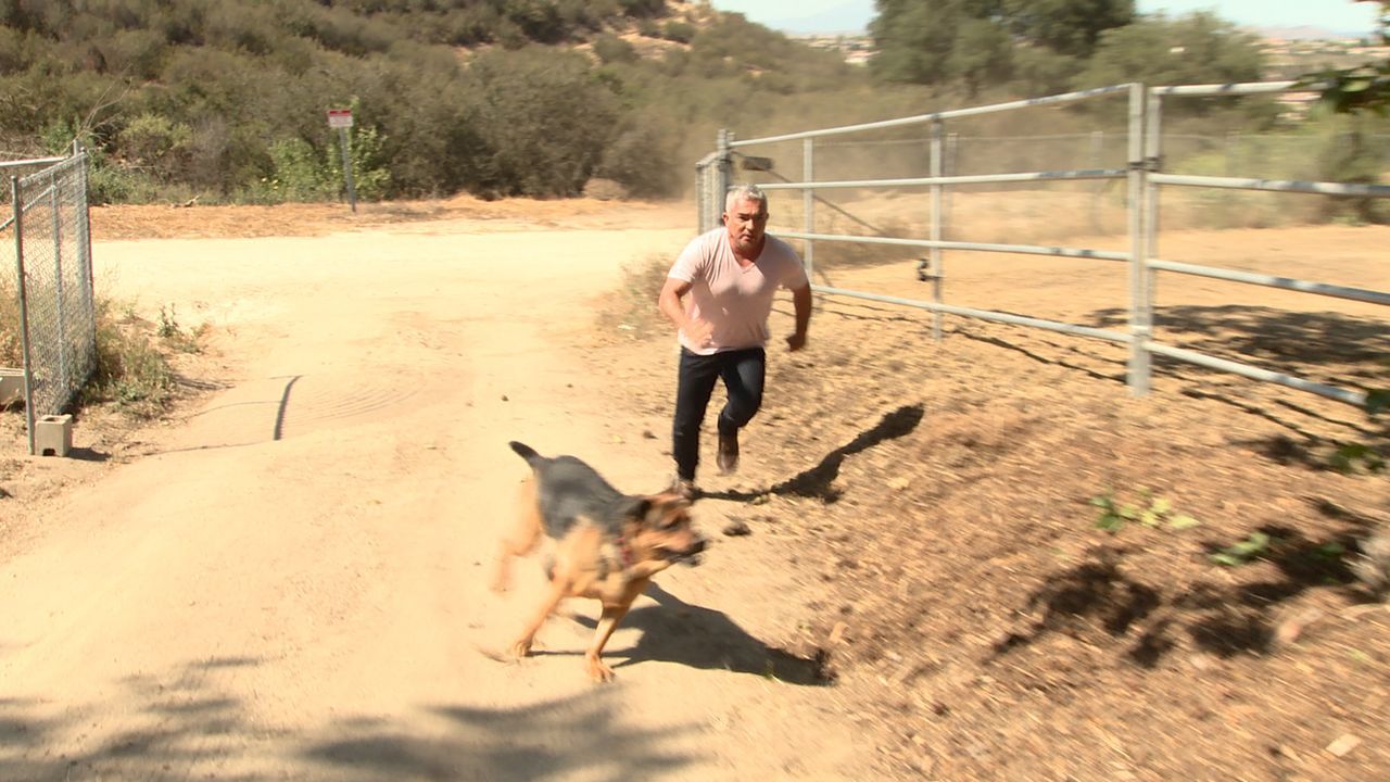 Auf der Melgoza Familien Ranch hat der Hund Bodie aus unerfindlichen Gründen angefangen, Tiere zu attackieren. Kann Cesar (Bild) der Familie und auc... - Bildquelle: NGC/ ITV Studios Ltd
