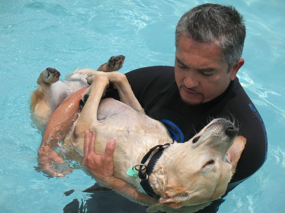 Hundeflüsterer Cesar Millan kümmert sich um den Labrador Gavin. - Bildquelle: Rive Gauche Intern. Television