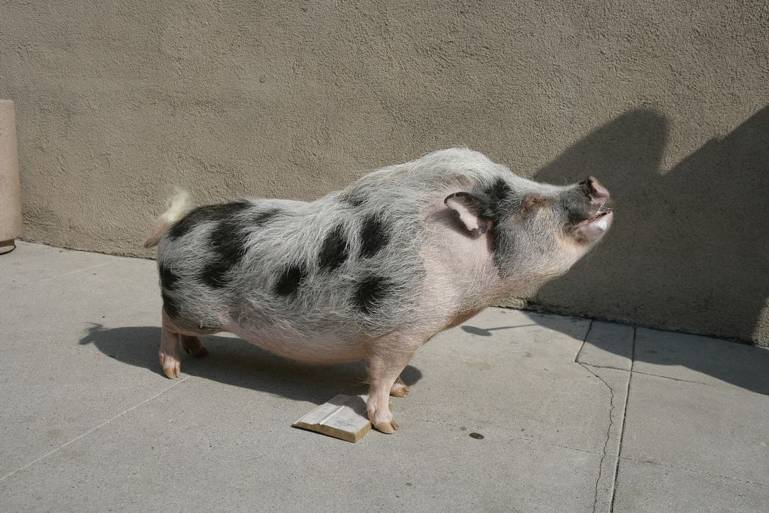 Hat das Trüffelschwein Pigby etwas mit dem Tod von Schwester Larue zu tun? - Bildquelle: Warner Brothers