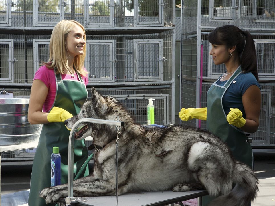 Freiwillige Sozialarbeit im Tierheim: Rebecca (Dilshad Vadsaria, r.)  und Casey (Spencer Grammer, l.) ... - Bildquelle: ABC Family