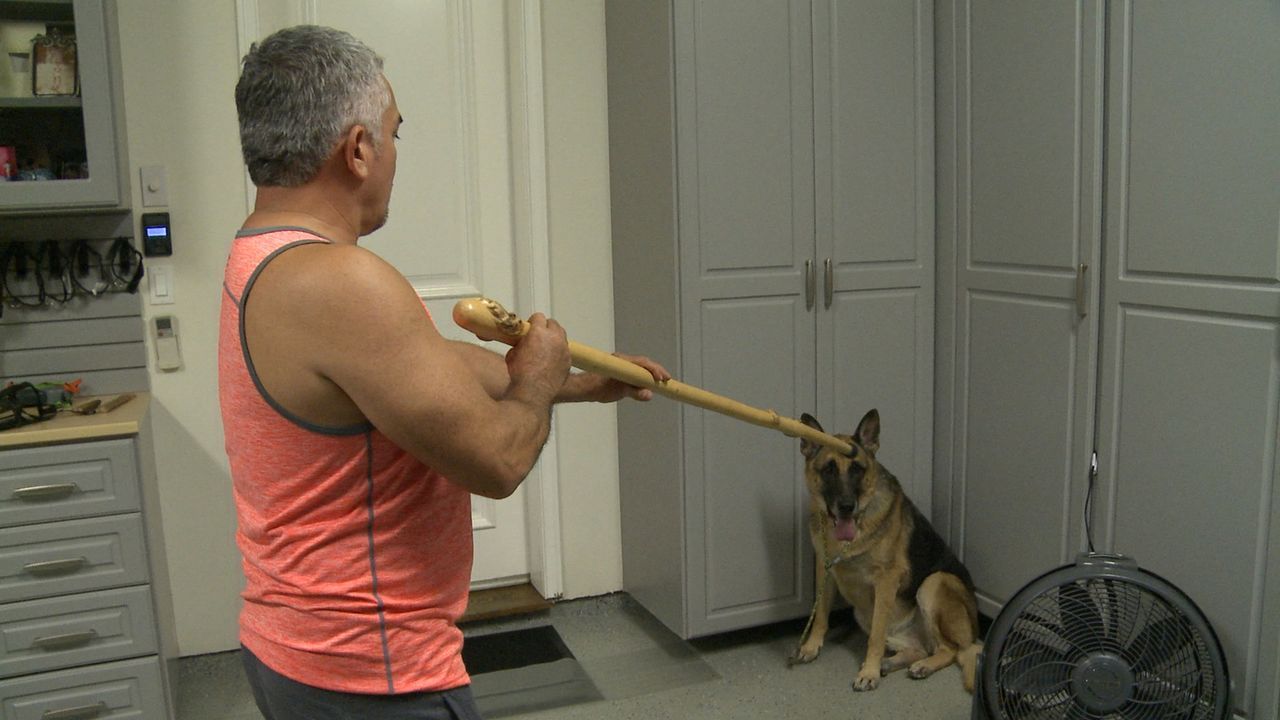 Bei seiner Arbeit mit dem aggressiven Hund Ovechkin wird sogar Cesar attackiert. Schnell wird dem Hundetrainer bewusst, dass nur eine starke Hand un... - Bildquelle: NGC/ ITV Studios Ltd