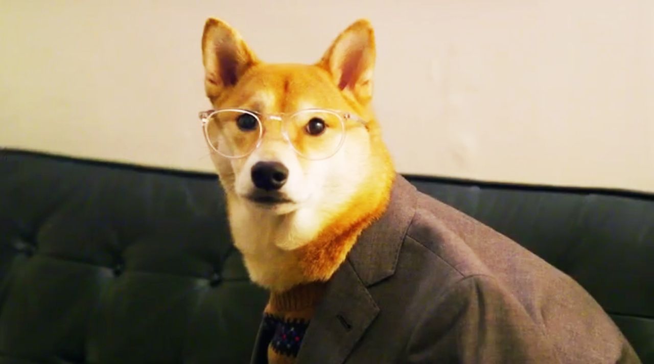 "Jetzt wird's tierisch" bringt die lustigsten Hundevideos auf den Bildschirm, die die Besitzer von ihren Lieblingen aufgenommen haben ... - Bildquelle: sixx