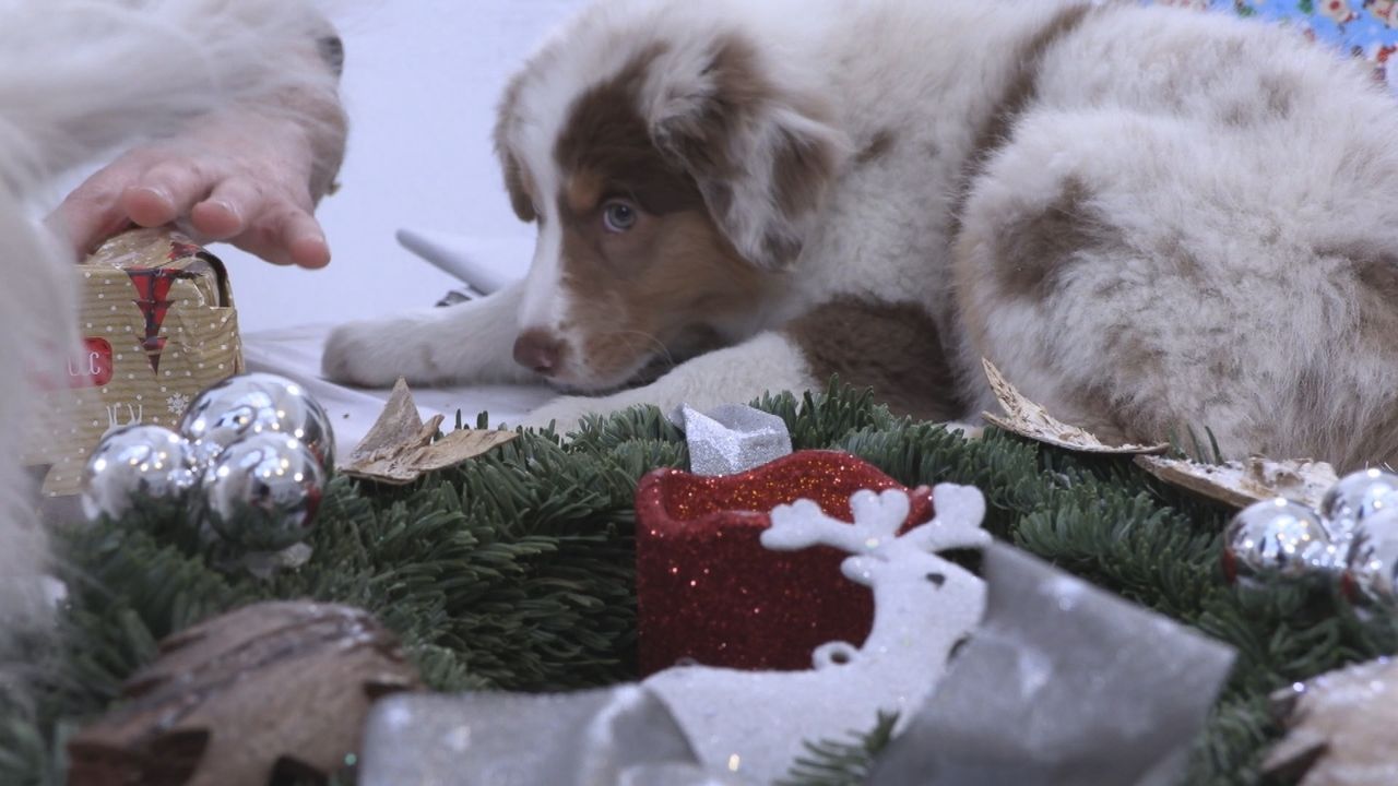 Weihnachtswelpen - Eine tierische Bescherung - Bildquelle: sixx