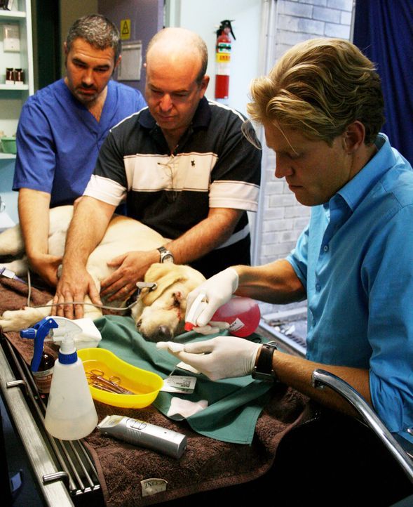 Heute kümmert sich das Team um Tierarzt Dr. Brown (r.) um einen Labrador, der bei einem Autounfall am Kopf verwundet wurde. - Bildquelle: WTFN Entertainment