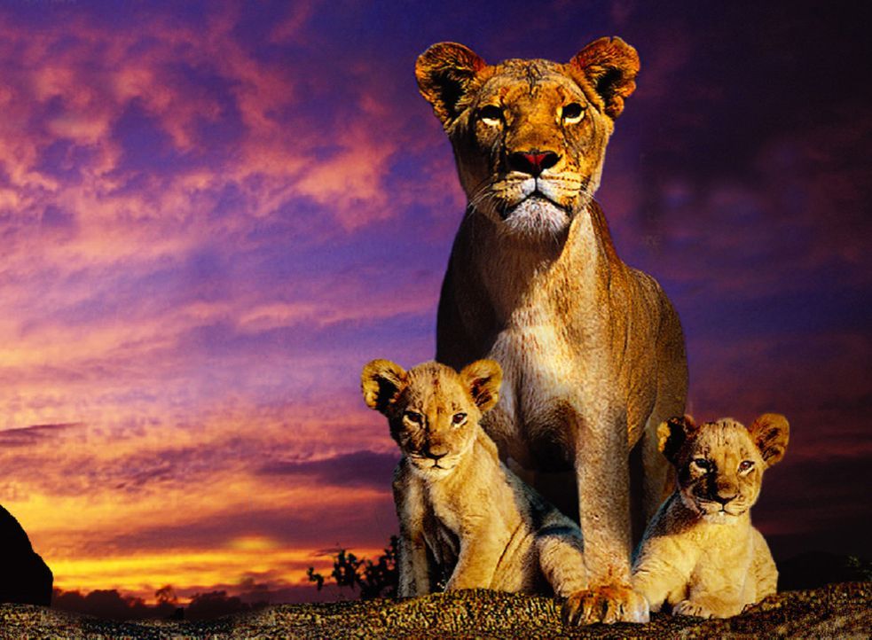 In der afrikanischen Savanne zieht die Löwenmutter Macheeba (M.) ihre beiden Löwenkinder Suki (l.) und Linus (r.) mit strengen, unnachgiebigen Ver... - Bildquelle: John Downer John Downer Productions Ltd