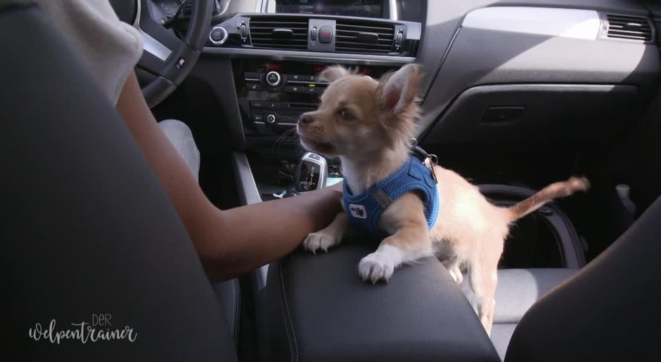 Mit Hunden Das Autofahren Uben Der Welpentrainer