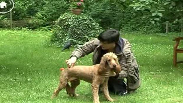 Cesar Millan Der Hundeflüsterer Video Wie bringe ich meinem Hund