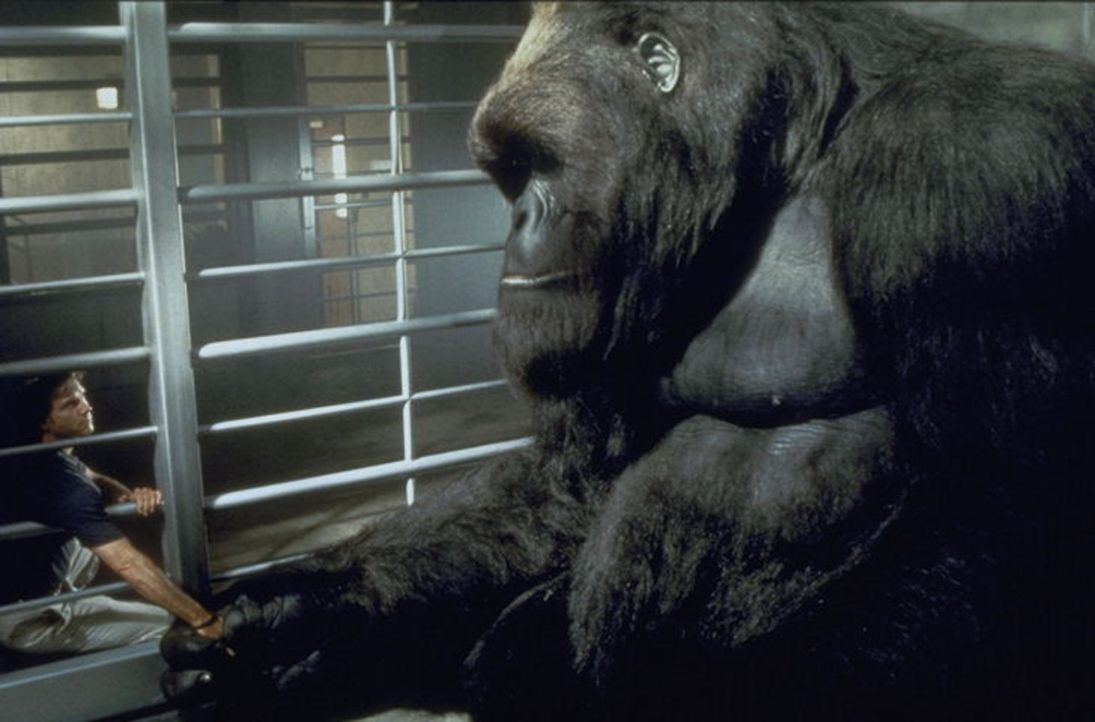 Um den harmlosen Gorilla Joe vor Wilderen zu schützen, lässt sich Jill von dem Zoologen Gregg O'Hara (Bill Paxton)dazu überreden, Joe in einen Na...