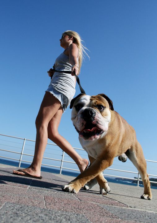 Jeder Spaziergang mit ihrer Bulldogge Elroy wird für Bree zur Herausforderung, da der Rüde ganz und gar nicht auf sie hört ... - Bildquelle: WTFN Entertainment