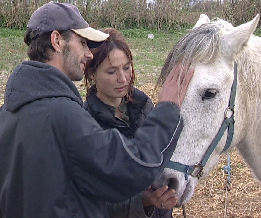 Im Februar 2007 wandern Nicole und Christoph auf die griechische Cycladen-Insel Naxos aus. Drei eigene Pferde bringen sie aus Deutschland im Hänger... - Bildquelle: kabel eins