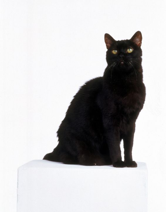 (5. Staffel) - Kater Salem ist eigentlich gar keine Katze, sondern ein Eroberer, der zur Strafe zu einhundert Jahren Katzenleben verurteilt wurde ... - Bildquelle: Paramount Pictures