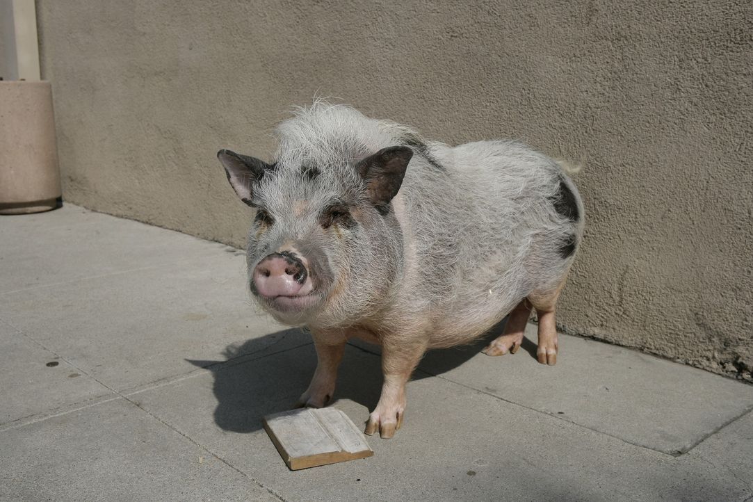 Ein Mörder? Trüffelschwein Pigby ... - Bildquelle: Warner Brothers