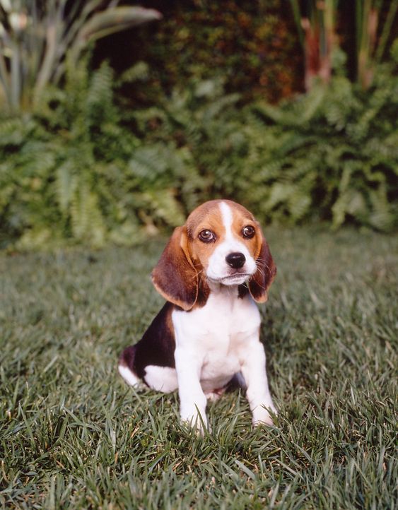 Audie (Puppy) - Bildquelle: Paramount Television