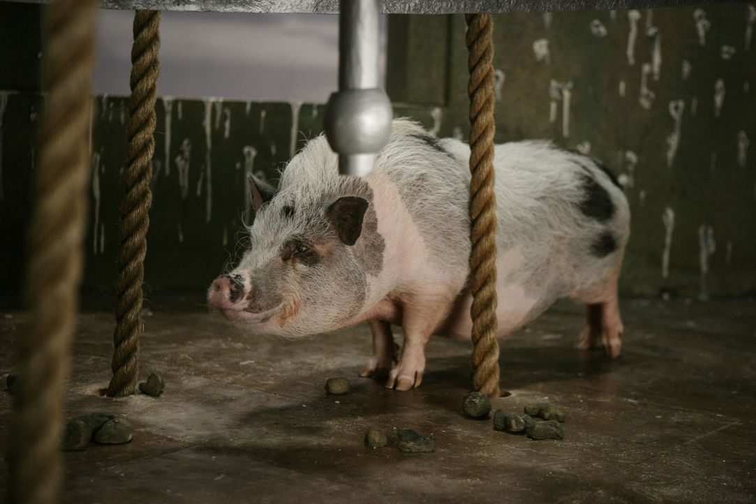 Ist das Trüffelschwein Pigby etwa der Täter, der Schwester Larue vom Turm gestoßen hat? - Bildquelle: Warner Brothers