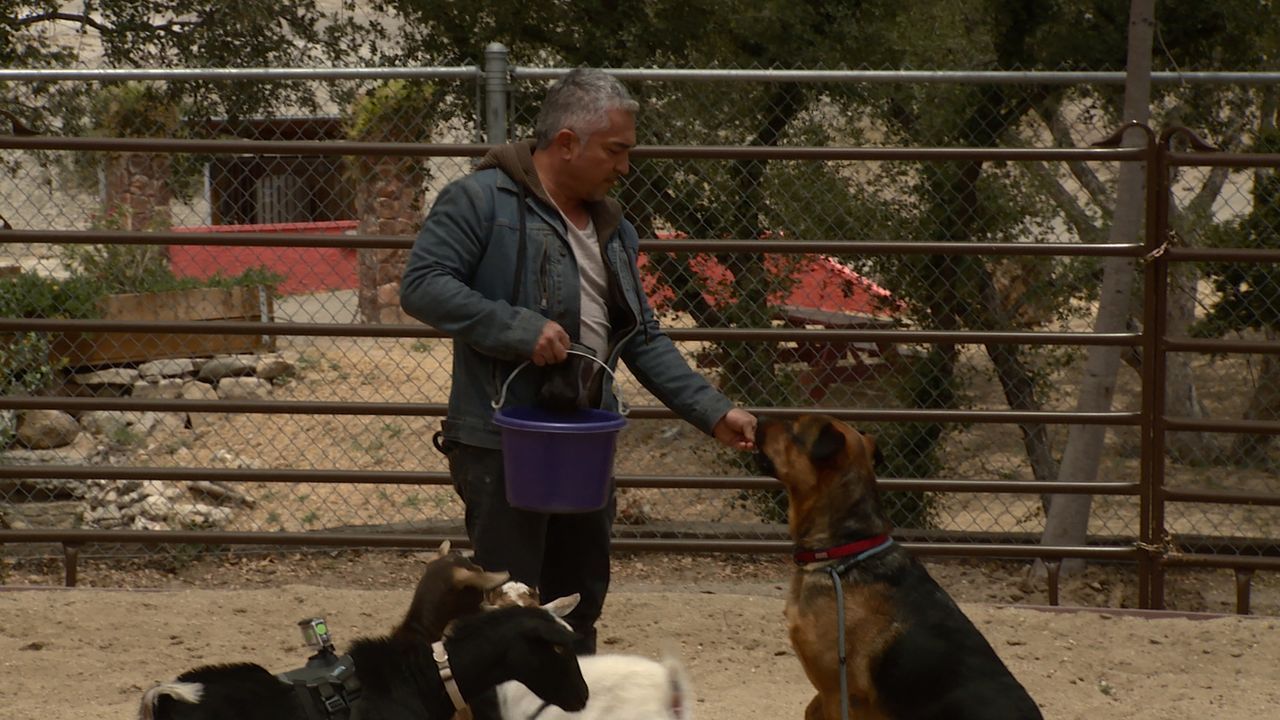 Hund Bodie attackiert auf der Melgoza Familien Ranch die übrigen Tiere und hat sogar schon einige Ziegen getötet. Wird es Cesar (Bild) wirklich geli... - Bildquelle: NGC/ ITV Studios Ltd
