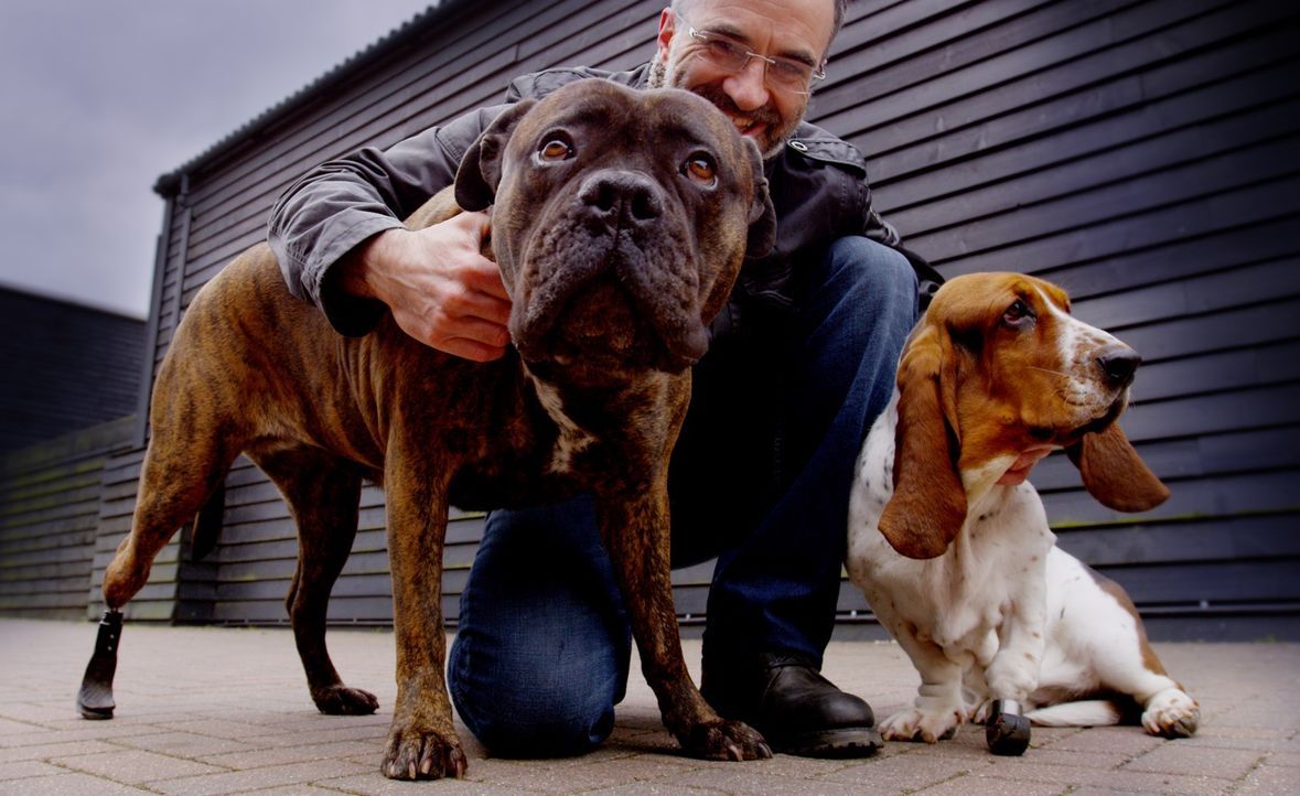 Noel Fitzpatrick und sein Team geben verletzten und kranken Hunden die Möglichkeit, wieder ein relativ normales Leben zu führen ... - Bildquelle: Zodiak Rights 2015