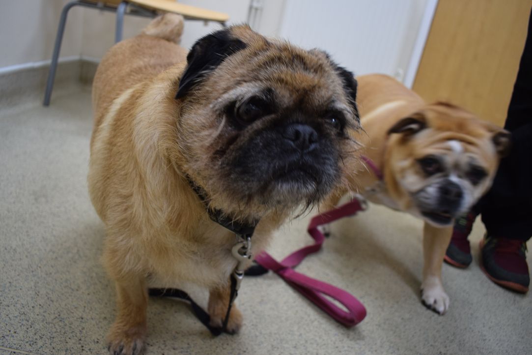 Pets & Docs - Ein Team für Tiere - Daumen-OP beim Mops-Mischling - sixx