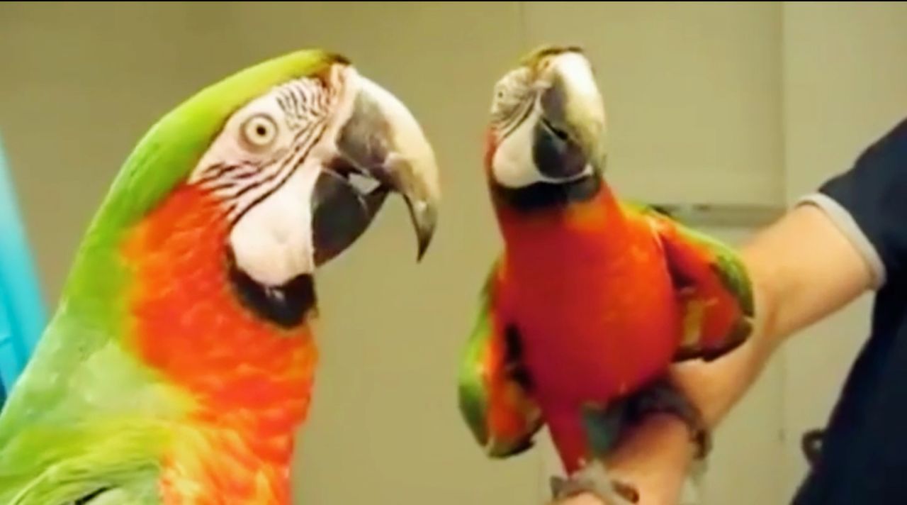 "Jetzt wird's tierisch" bringt die lustigsten Haustiervideos auf den Bildschirm, die die Besitzer von ihren Lieblingen aufgenommen haben ... - Bildquelle: sixx