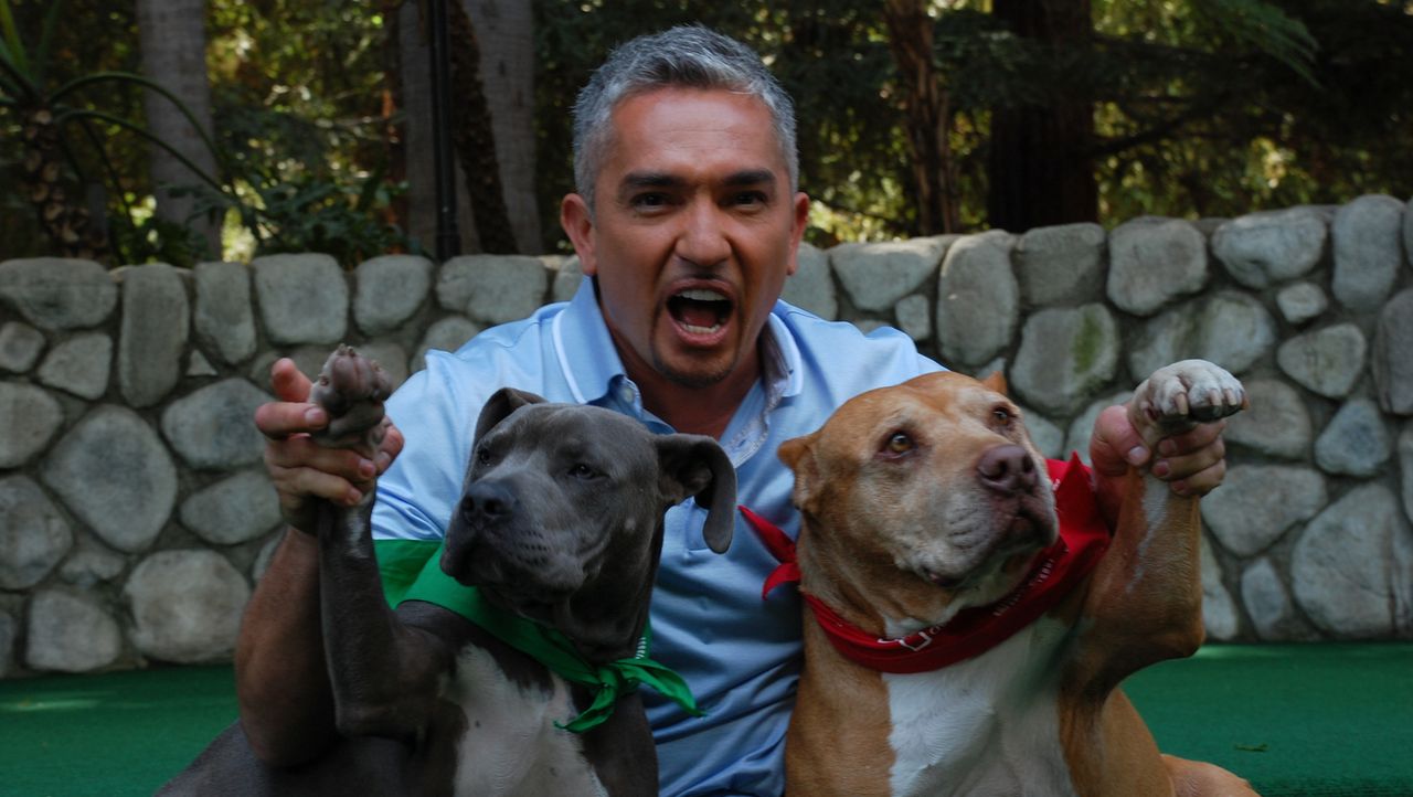 Cesar Millan Der Hundeflusterer Cesar Feiert 100 Folgen Hundeflusterer Sixx