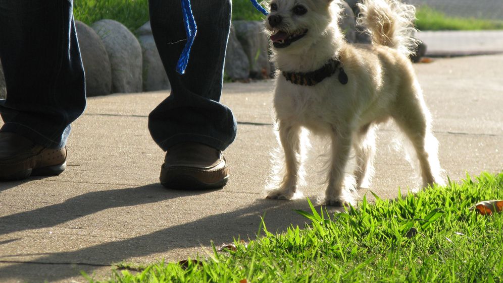 Cesar Millan Der Hundeflüsterer Kleine Hunde Große Ängste sixx