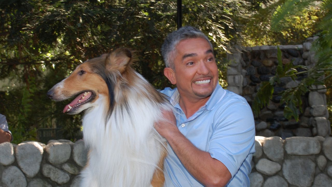 Cesar Millan Der Hundeflusterer Cesar Feiert 100 Folgen Hundeflusterer Sixx