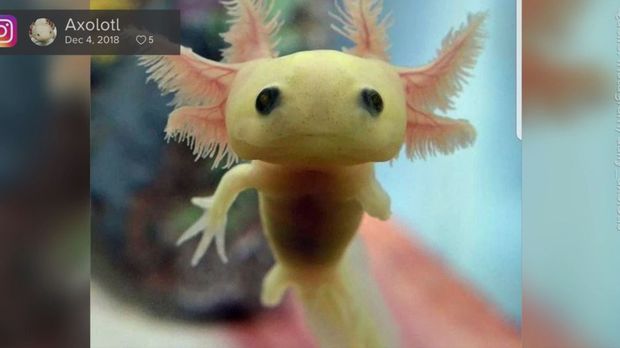 Axolotl: Das sind die süßesten Wasserbewohner