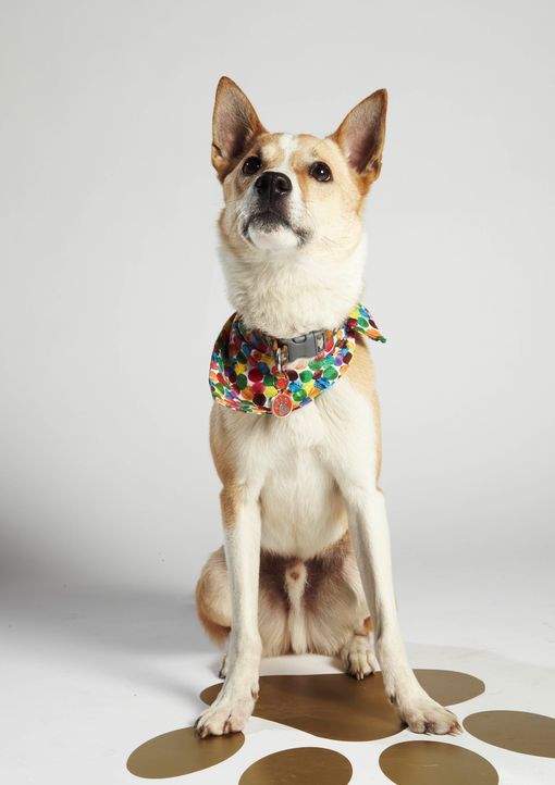 Top Dog Model - Bildquelle: ITV