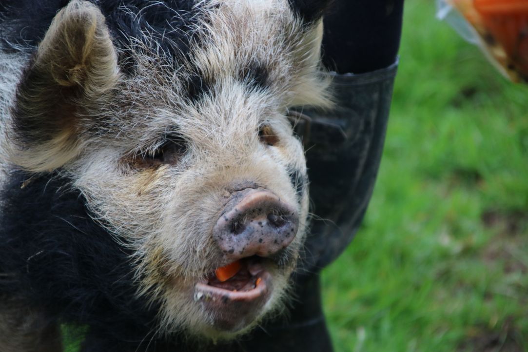 Agility-Training für Schweine - Bildquelle: True North