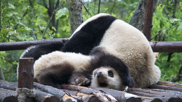 Panda-Syndrom Was ist das und was kann man dagegen tun1