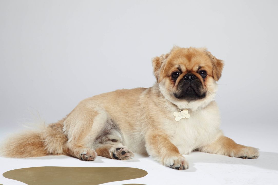 Top Dog Model - Bildquelle: ITV
