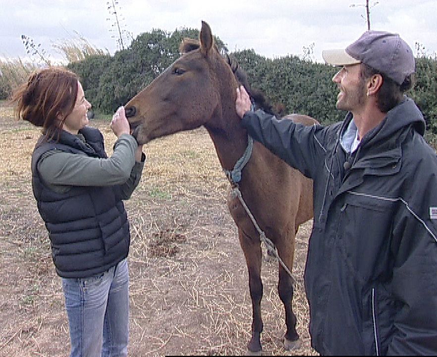 Im Februar 2007 wandern Nicole und Christoph auf die griechische Cycladen-Insel Naxos aus. Drei eigene Pferde bringen sie aus Deutschland im Hänger... - Bildquelle: kabel eins