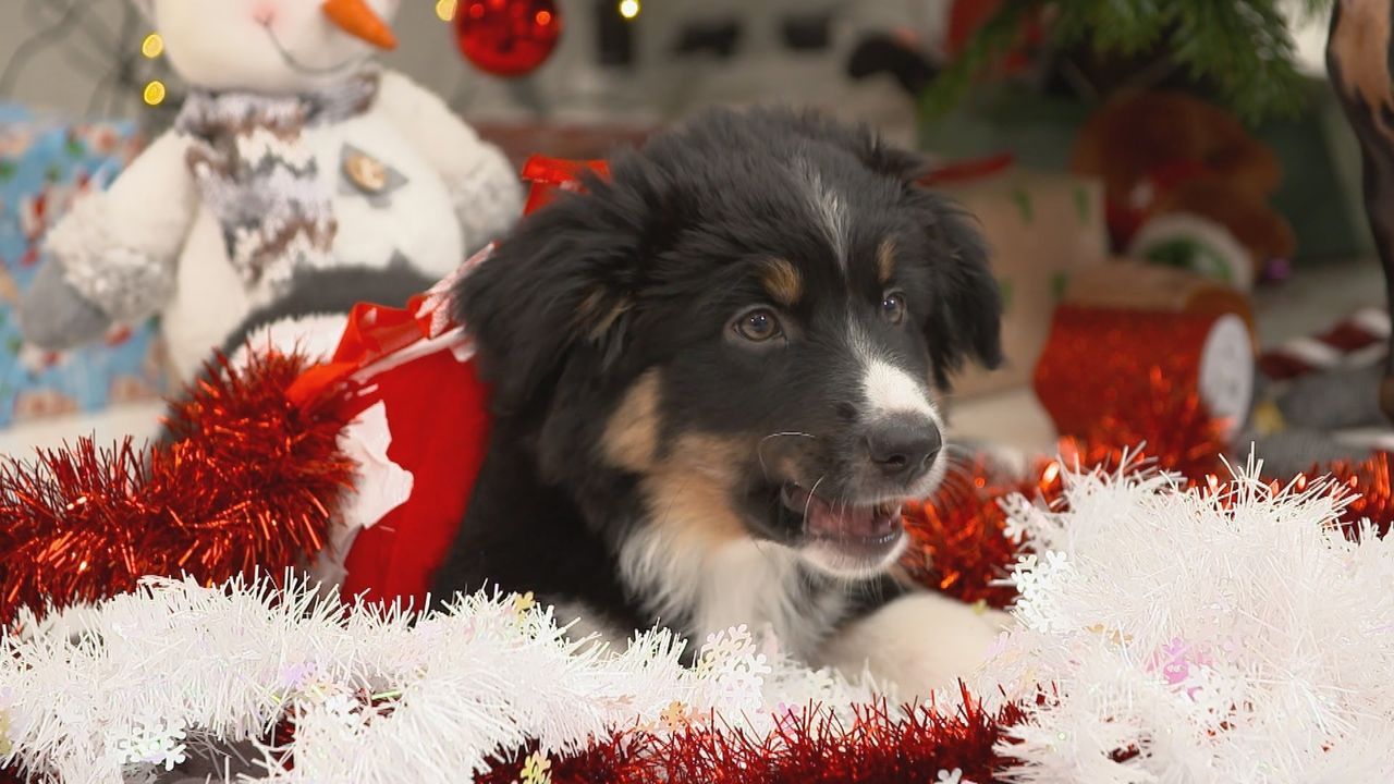 Weihnachtsstimmung mit Mini-Wauzis: Zum schönsten Fest des Jahres erscheinen... - Bildquelle: sixx