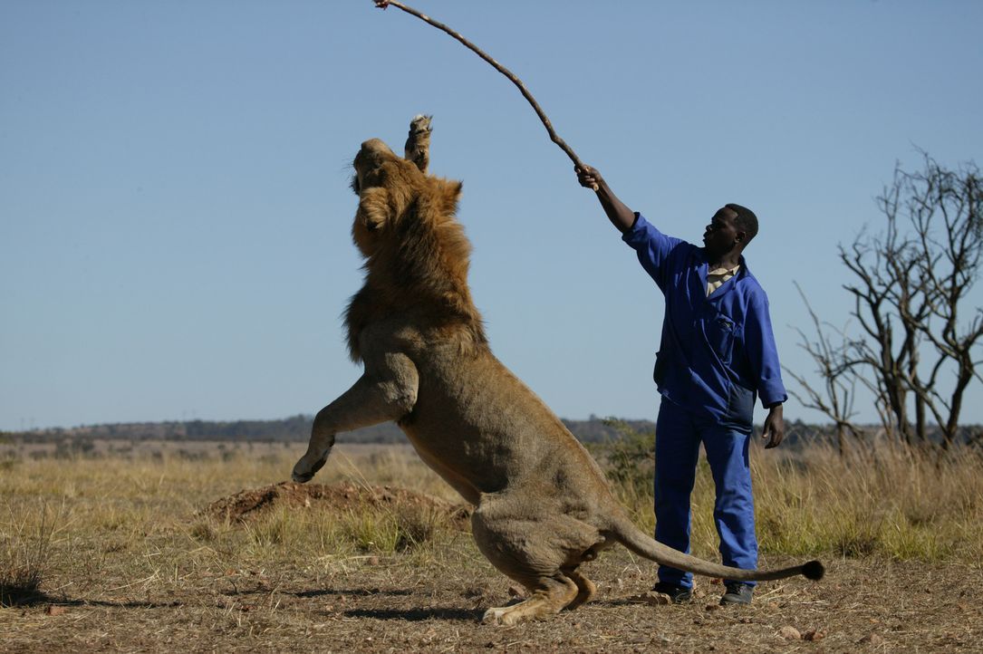 Nach und nach gewinnen die stolzen Tiere ihre permanenten Beobachter richtig gerne, so dass Livingstone sogar kleine Scherze mit ihnen treiben kann... - Bildquelle: John Downer BBC 2004