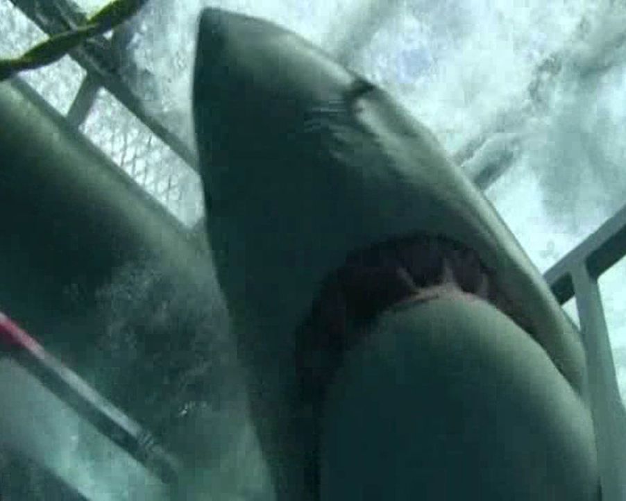 Hai-Alarm vor Kalifornien: Als ein weißer Hai während einer Hai-Expedition mit seinem Maul in den Beobachtungs-Metallkäfig gerät, fürchten die beide... - Bildquelle: 2010, The Travel Channel, L.L.C.