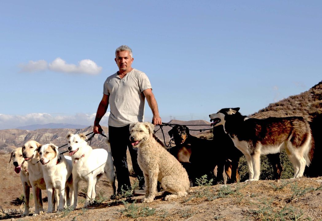 Von einem ganzen Hunderudel umgeben fühlt sich Cesar Millan am wohlsten ... - Bildquelle: Adina Pliskin Adina Pliskin