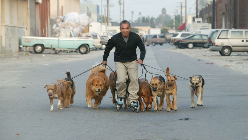 Cesar Millan Der Hundeflüsterer Ein Hund im &quot;Rollstuhl&quot; sixx