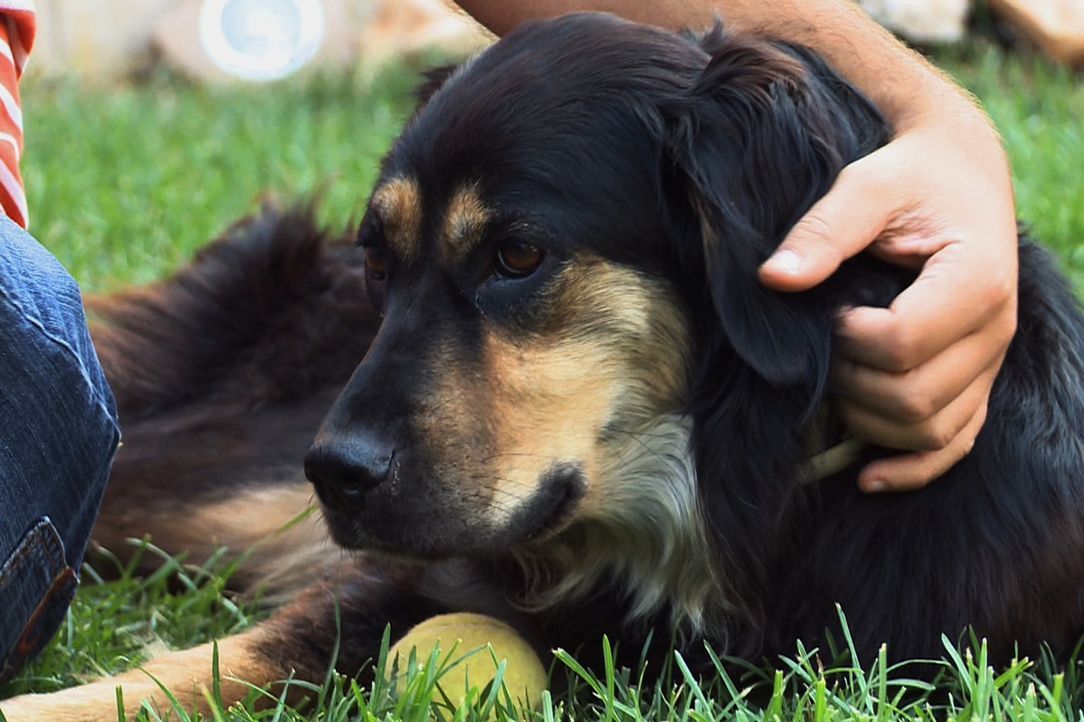 Cesar Millan Der Hundeflüsterer Sophias Resozialisierung sixx