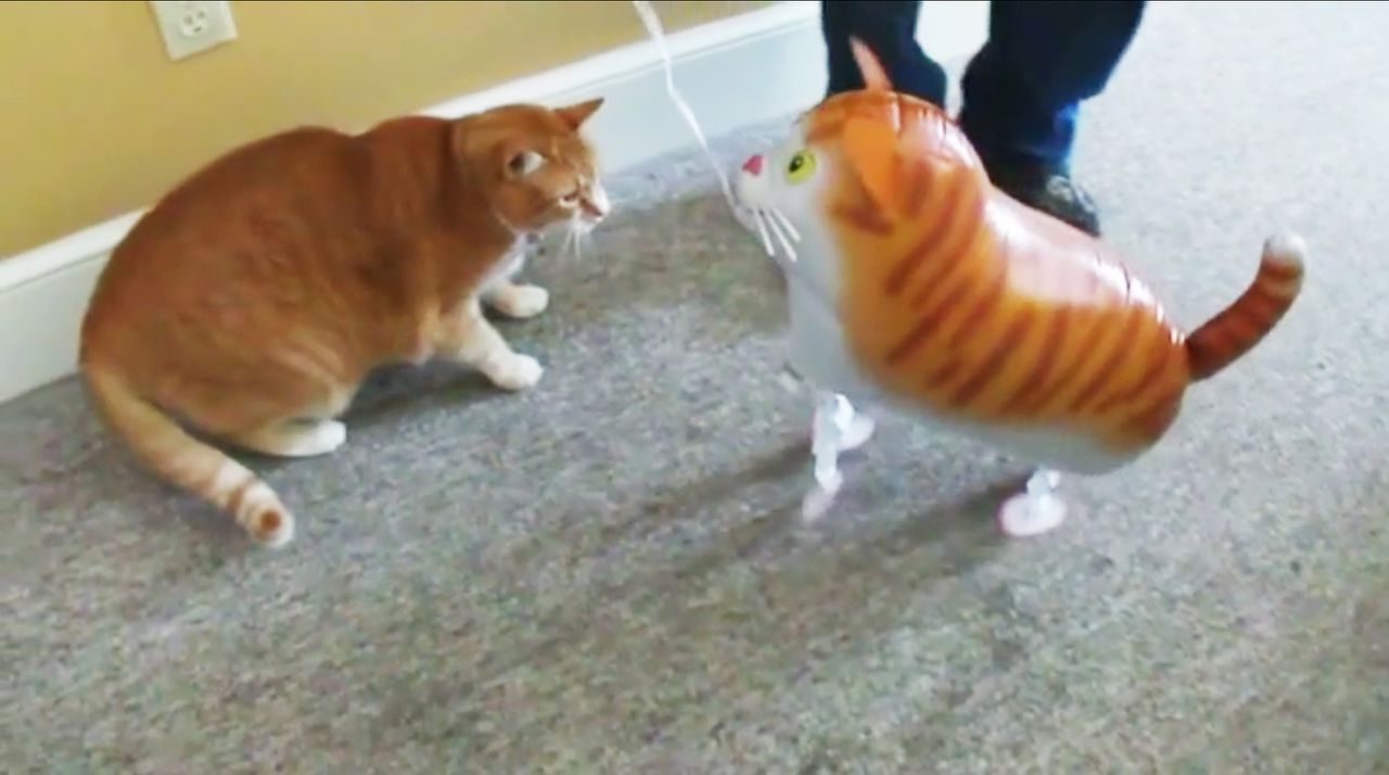 "Jetzt wird's tierisch" bringt die lustigsten Katzenvideos auf den Bildschirm, die die Besitzer von ihren Lieblingen aufgenommen haben ... - Bildquelle: sixx