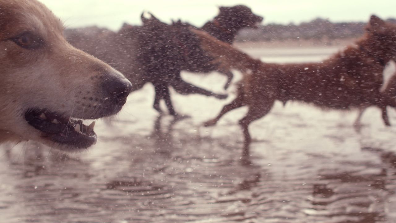 Vor etwa 16 000 Jahren begann die wunderbare Freundschaft zwischen Mensch und Hund. Inzwischen werden die außergewöhnlichen Fähigkeiten der Vierbein... - Bildquelle: Simon Reay Oxford Scientific Films Ltd 2012